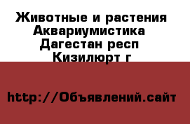 Животные и растения Аквариумистика. Дагестан респ.,Кизилюрт г.